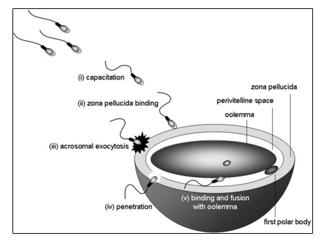 Fig: Oocyte showing Oolemma Layer